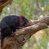 Dabel medvedovity - Sarcophilus harrisii - Tasmanian Devil o0015